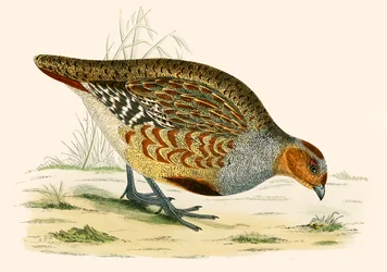 Perdiz
