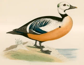 Pato do Oeste de Steller