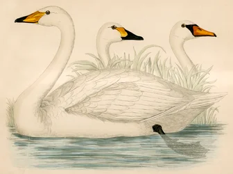 Cisnes