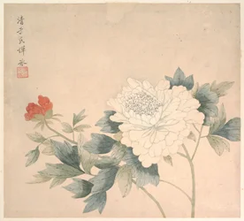 Estudo das flores