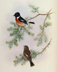 Saxicola maurus indicus, em Juniperus formosana. De Os Pássaros da Ásia (John Gould), Volume 4