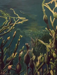 Floresta submarina de algas marinhas
