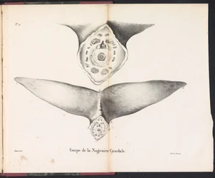 Secção da barbatana caudal da baleia, 1827
Coupe de la Nageoire Caudale (título sobre o objecto)