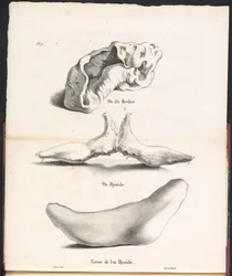 Três partes do osso hióide da baleia, 1827 Os du Rocher / Os Hyoid / Corne de l