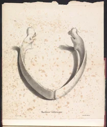 maxilar inferior da baleia, 1827
Machoire inférieur (título sobre o objecto)