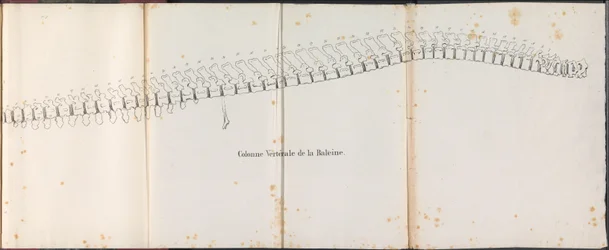 Espinha dorsal da baleia, 1827
Colonne Vertébrale de la Baleine (título sobre o objecto)