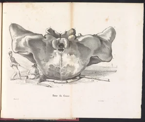 Crânio da baleia, 1827
Base du Crane (título sobre o objecto)