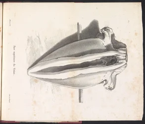 Crânio de Baleia, 1827 Face supérieure du Crâne (título no objeto)