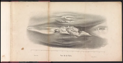 Genitais femininos da baleia, 1827 Vue de la Vulve (título no objeto)