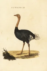 Avestruz comum, Struthio camelus