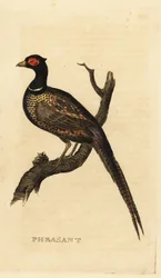 Faisão comum, Phasianus colchicus