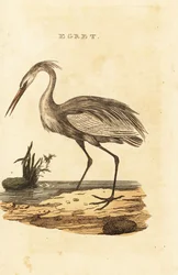 Grande garça, Ardea alba