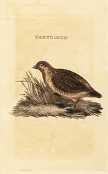 Perdiz cinzenta, Perdix perdix