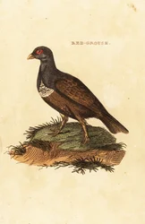 Lagópode-escocês, Lagopus lagopus scotica