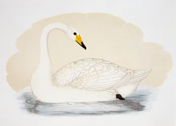 Cisne selvagem (Cygnus cygnus), gravura, Reino Unido