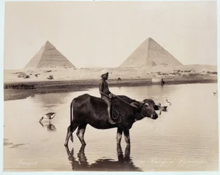 Uma criança e um boi num corpo de água ao pé das pirâmides de Chephren (Khephren) e Kheops (Cheops, Keops, Khoufu, Khufu) a Guizeh (Guiseh, Giza, Giza) - fotografia dos Freres Zangali, finais do século XIX