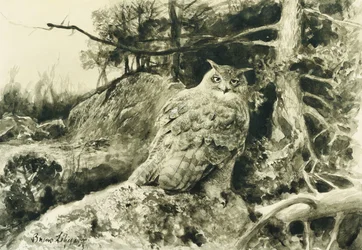 Berguv (coruja-águia) Bubo Bubo