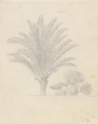 Palmeira e grupo de folhas