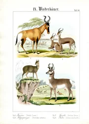Ruminantes africanos da savana
