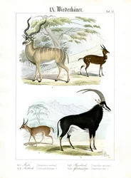 Antílopes africanos e asiáticos