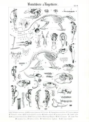 Ilustração anatómica de Marsupiais e Roedores