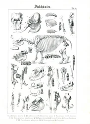 Ilustração anatómica de paquidermes