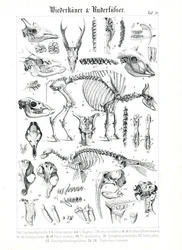 Ilustração anatómica de ruminantes e pinípedes