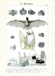 Os morcegos e a sua anatomia