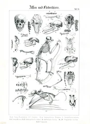 Anatomia comparada de primatas e morcegos