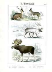 Espécies de veados de vários habitats