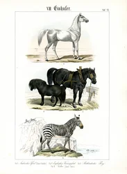 Equídeos: Cavalos e zebras