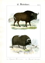 Bisonte europeu e almiscareiro