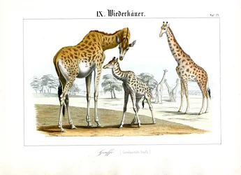 Girafas na savana africana