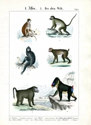 Mais espécies de macacos do Velho Mundo
