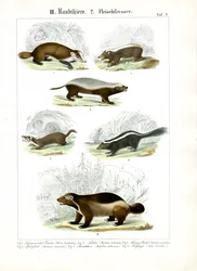 Carnívoros mustelídeos