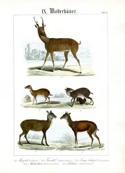Vários pequenos ruminantes da Ásia