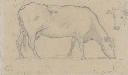 Vaca pastando, no canto superior direito novamente a cabeça de uma vaca