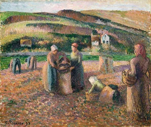 Colheita de batatas, 1893