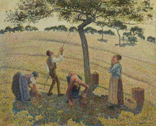 Colheita de maçã