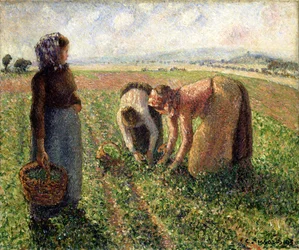 Colheita da ervilha, Eragny, 1893.