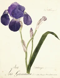 Íris alemã; Iris Germanica, c. 1815-1851