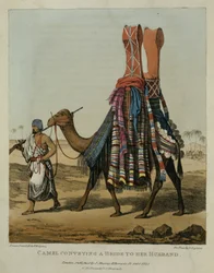 Camelo que transporta uma noiva para seu marido, gravado por Denis Dighton (1792-1827) placa 16 &39;de uma narrativa das viagens em África do norte&39;, bar. 1821
