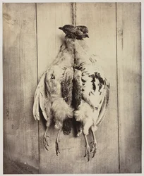 Partridges recto, L.D. Campbell