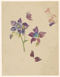 Estudo floral