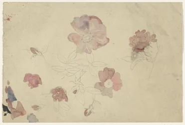 Estudos de flores em roxo e rosa
