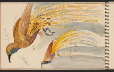 Grande ave-do-paraíso