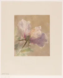 Rosa murcha