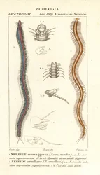 Nereida dentada, Perinereis nuntia 1 e nereida, Syllis armillaris 2