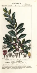 Olmo chinês ou olmo lacebark, Ulmus parvifolia, Ulmus chinensis, Olmo della China