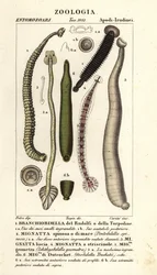 Sanguessugas de peixe e sanguessugas de água doce: Branchiobdellida 1, Pontobdella spinosa 2, Whitmania laevis 3, Hirudo vittata 4, Piscicola geometra 5, Ichthyobdella geometra 5, Geobdella trochetii 6